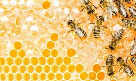 Rêver d'abeilles