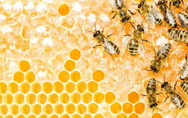 Rêver d'abeilles