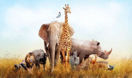 Rêver d'animaux.