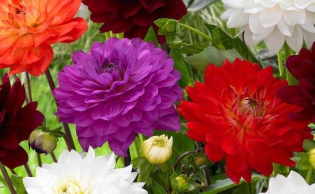 Rêver de dahlia.
