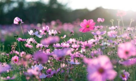 Rêver de fleurs.