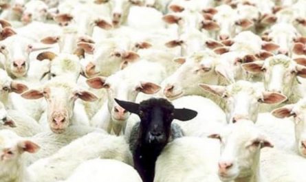Rêver de mouton.