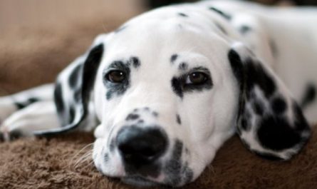 Rêver de dalmatien.
