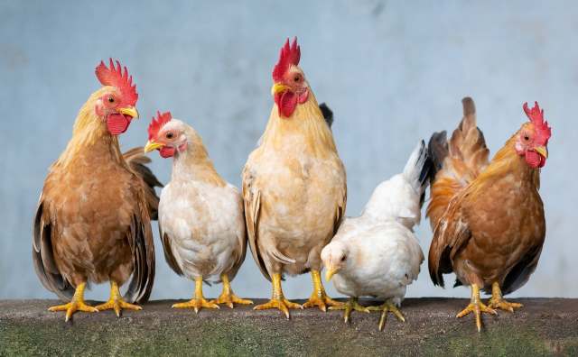 Rêver de poule.