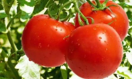 Rêver de tomate.