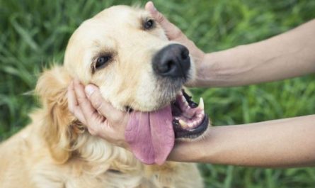 rêver de caresser un gros chien