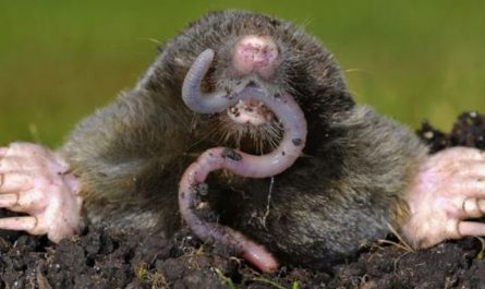 Rêver d'être mordu par une taupe.