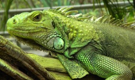 rêver d'iguane