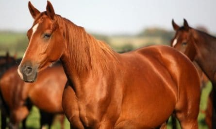 Rêver de cheval.