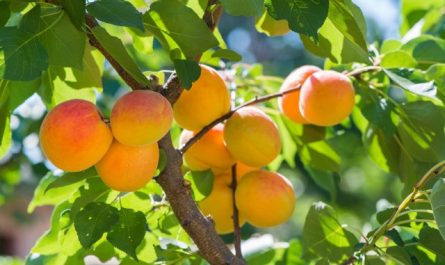 rêver de cueillir des abricots
