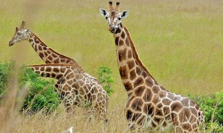Rêver de girafe.