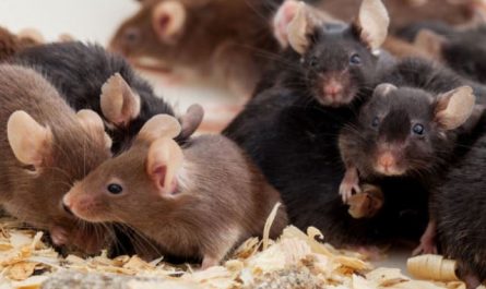 Rêver de souris.