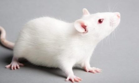 Rêver de souris blanche.