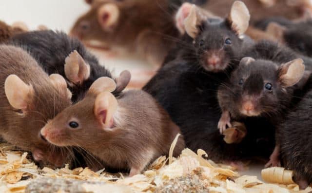 Rêver de souris.