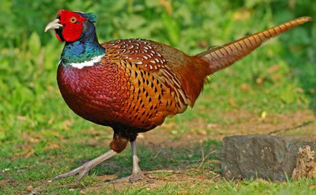 rêver de faisan