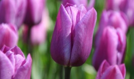 rêver de fleurs en psychologie