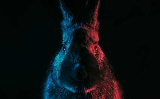 Rêver d'avoir peur d'un lapin