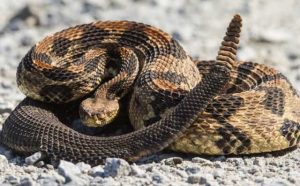 Rêver d'être mordu par un serpent à sonnette