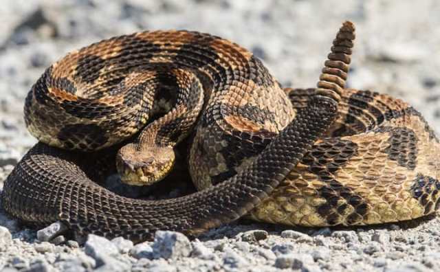 Rêver d'être mordu par un serpent à sonnette