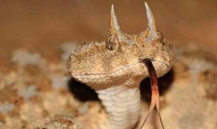 Rêver d'être poursuivi par un serpent à sonnette
