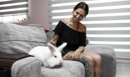 Rêver de caresser un lapin blanc