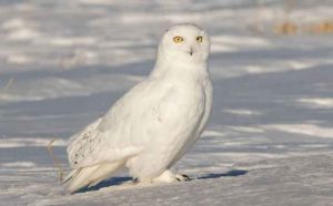 Rêver de hibou Blanc
