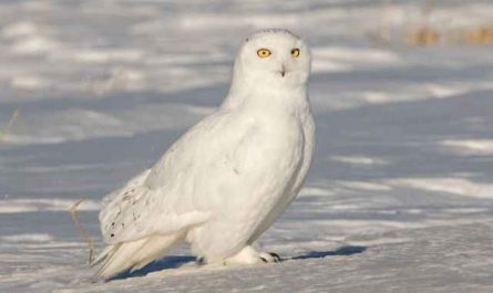 Rêver de hibou Blanc