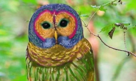 Rêver de hibou coloré