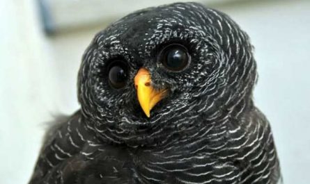 Rêver de hibou noir
