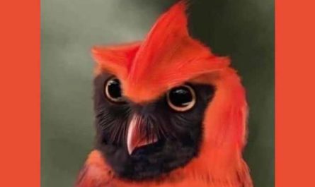 Rêver de hibou rouge