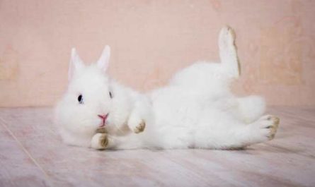 Rêver de lapin blanc mort