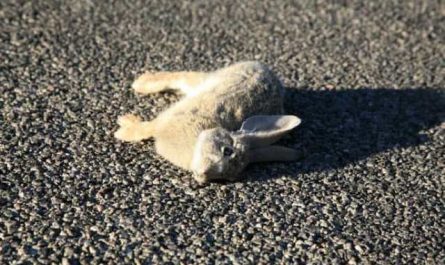 Rêver de lapin mort :