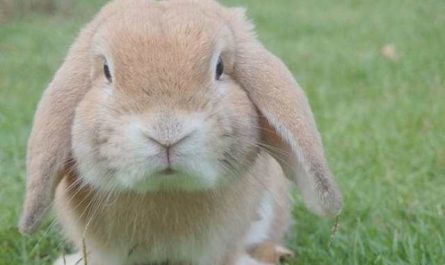 Pourquoi rêver de lapin nain ?