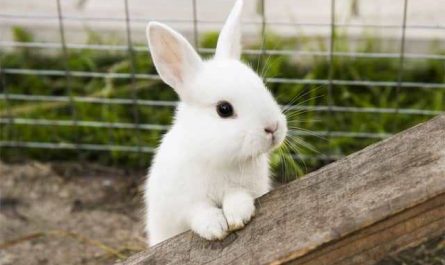 rêver de manger un lapin blanc