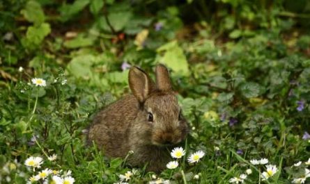 Rêver de perdre un lapin