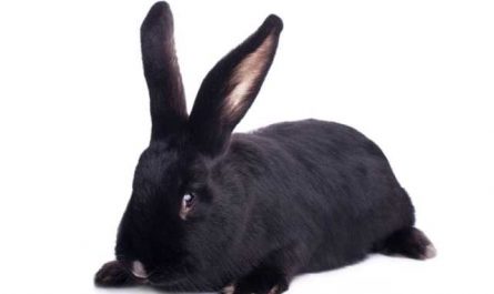 Rêver de tuer un lapin noir