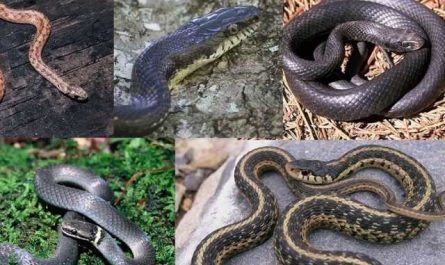 Pourquoi rêver d'avoir des serpents dans la maison?