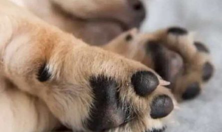 50 significations de rêver de chien qu'il faut absolument connaitre :