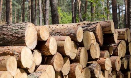 Pourquoi rêver de bois ?