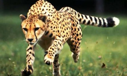 Pourquoi rêver d'une attaque d'animal sauvage ?
