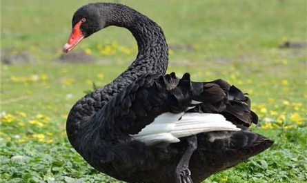 Pourquoi rêver d'une oie noire ?