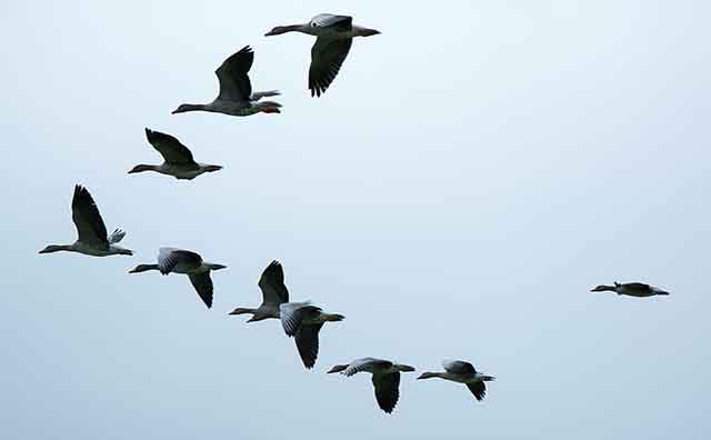 Pourquoi rêver d'oies sauvages ?
