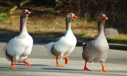 Pourquoi rêver d'oies ?