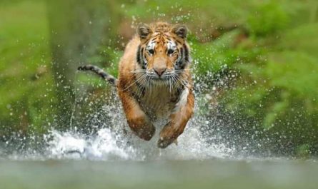 Pourquoi rêver d'un tigre qui vous poursuit ?