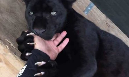Pourquoi rêver de caresser une panthère noire ?
