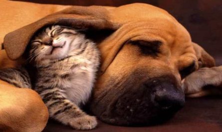 Pourquoi rêver de chien qui mange un chat ?