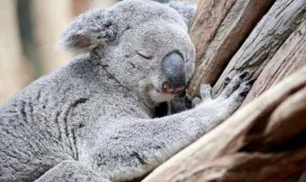 Pourquoi rêver de koala ?