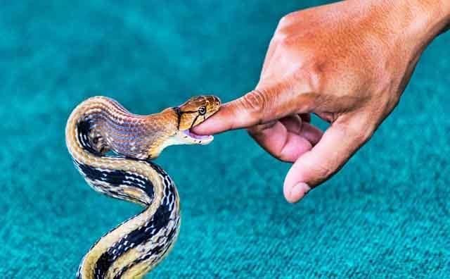 Pourquoi rêver de morsure de serpent ?