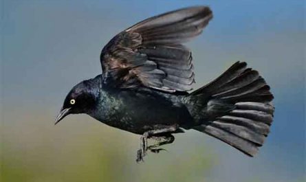 Pourquoi rêver d'oiseau noir ?