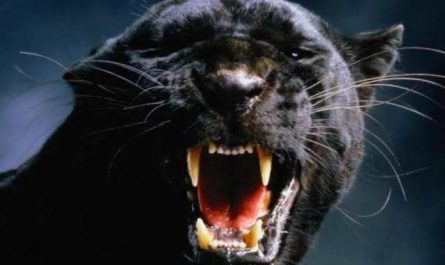 Pourquoi rêver de panthère noire qui attaque ?